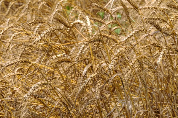 Yellow ripe wheat ready for harvest growing in a farm field on a