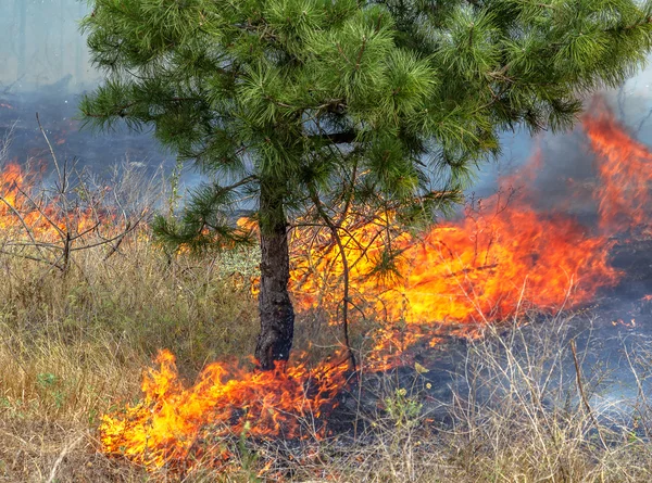 Severe drought. Forest fires in the dry wind completely destroy the forest and steppe. Disaster for Ukraine brings regular damage to nature and the region\'s economy.