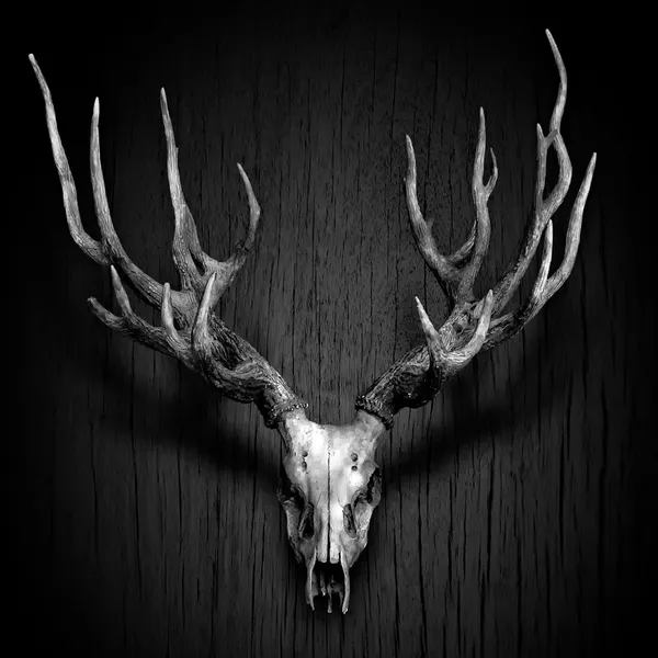 Deer Antler hang on Wood Panel