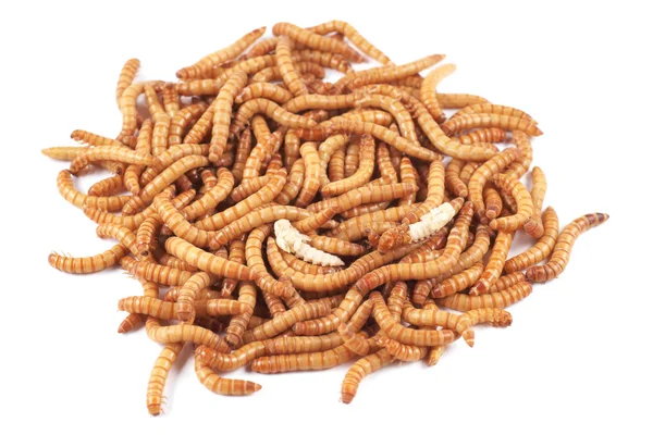 Mealworm beetle (Tenebrio molitor), larval and pupae on a white background, Mealworms are typically used as a food source for reptile, fish, and avian pets.