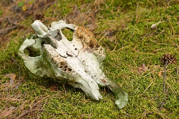 Animal skull found in a forest, overgrown with moss