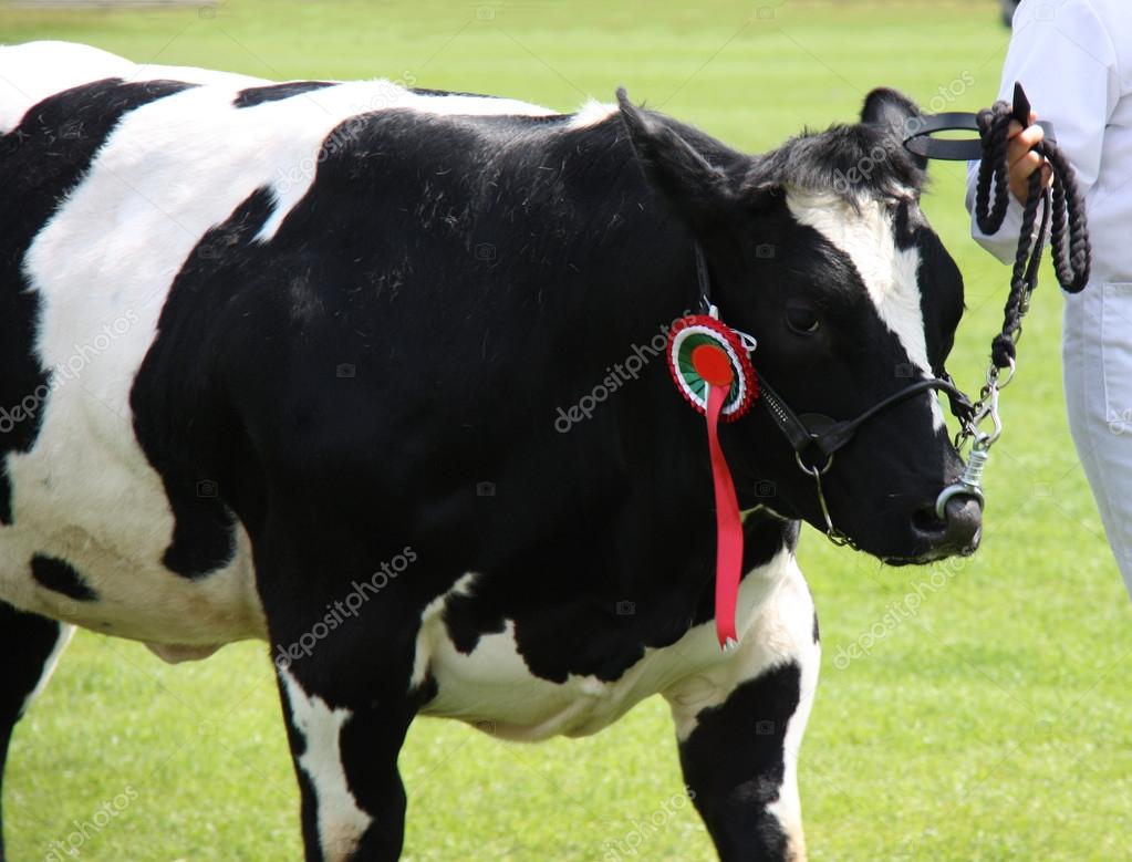 Friesian Cow Pattern