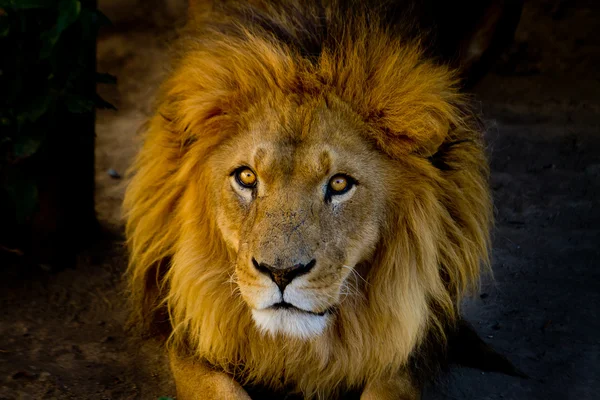 Close-up portrait of a young lion