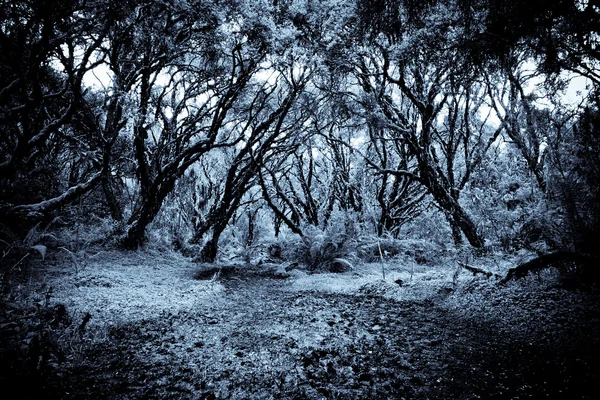 Path in a strange dark forest