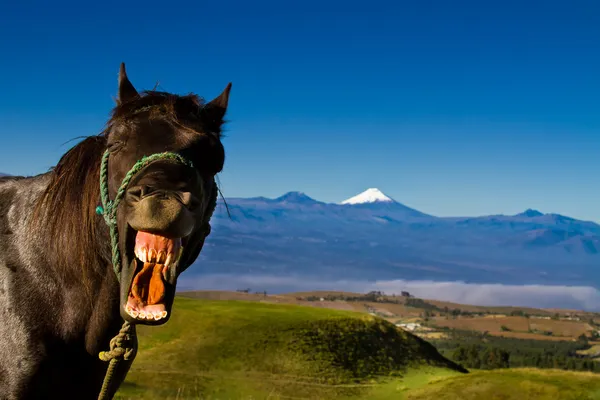 Funny horse with a silly expression on it\'s face