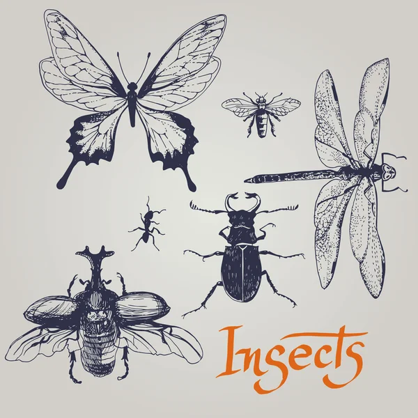 Set of various insects. Vector.