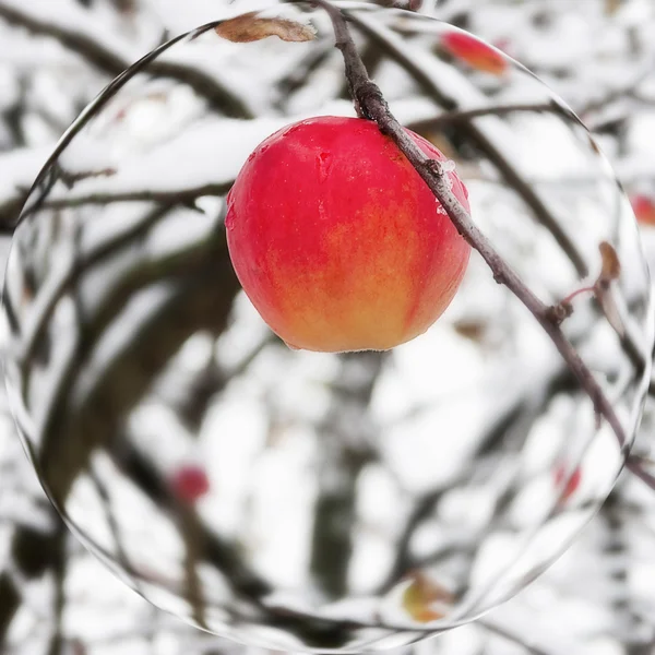 Red apple on a branch in the snow