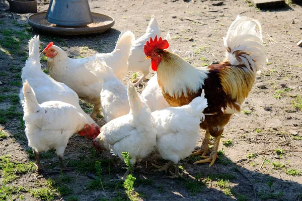 Rooster and hens in the farm