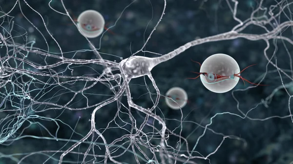 The mystery of brain cells life