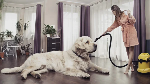 Young woman cleaning big dog