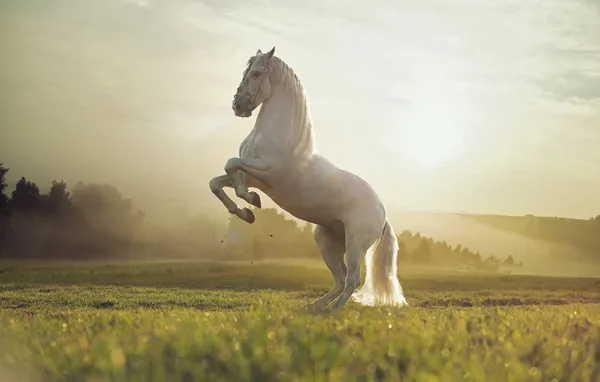 Majestic photo of royal white horse