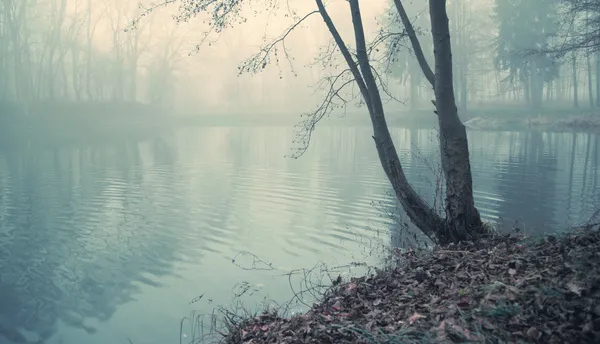 Dusky lake in heart of the forest