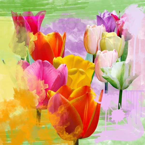 Springtime tulips