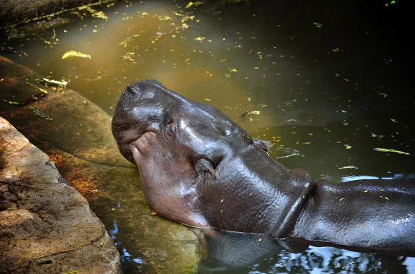 Hippopotamus sleep in water at zoo