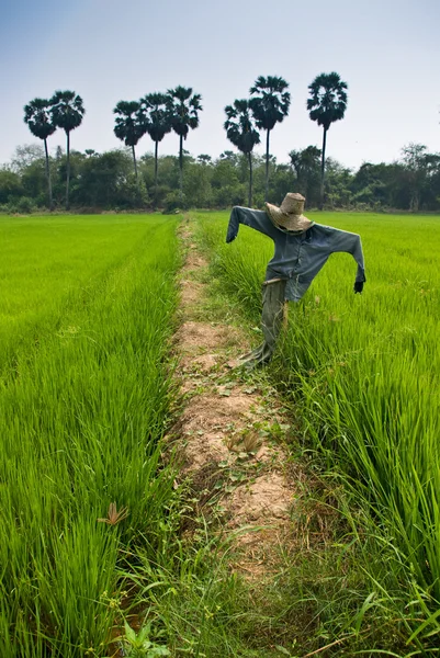 Straw man in the cornfield, Thailand