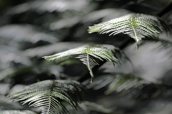 Close-up of a fern frond