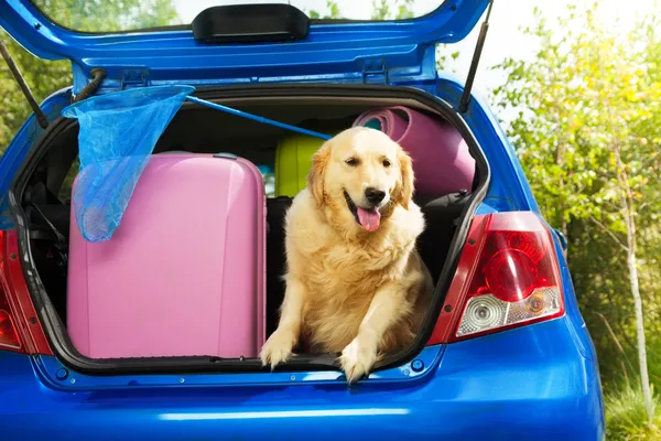 Dogs and luggage to go on trip