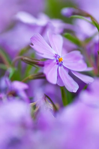 Colorful blue flowers  purple flowers  close-up  soft focus,