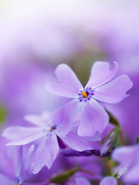 Colorful blue flowers  purple flowers  close-up  soft focus,