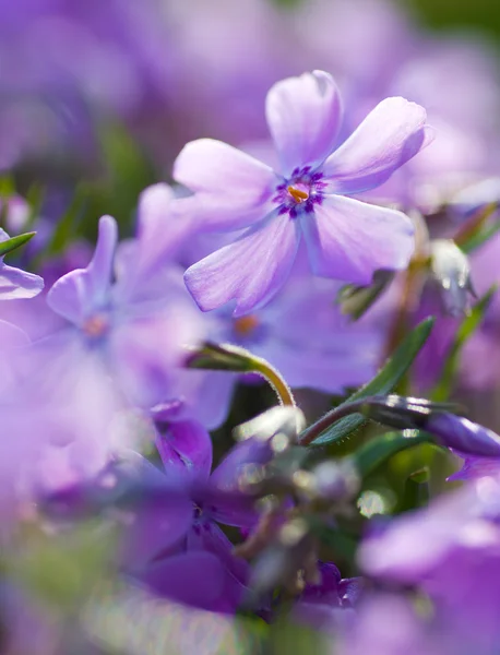 Colorful blue flowers purple flowers close-up soft focus,
