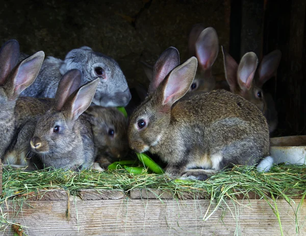 Rabbit farm.