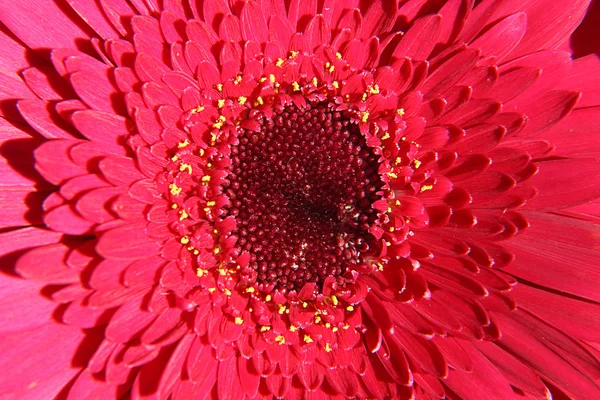 Red gerbera close-up