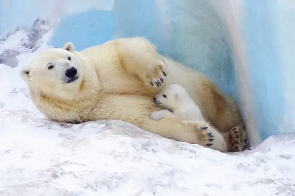 Family of white polar bear with little pouch