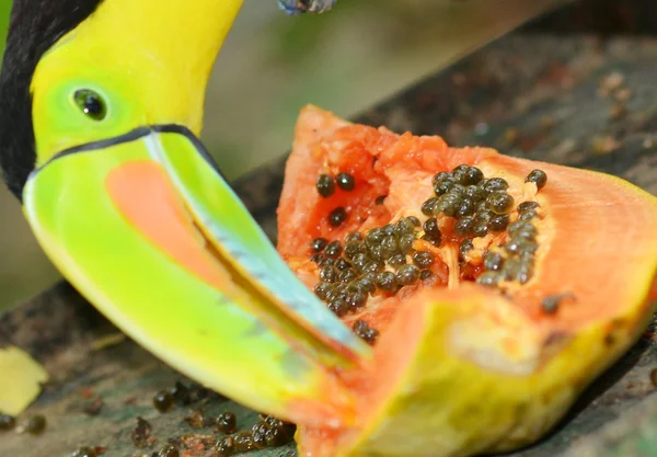 Papaya Eater
