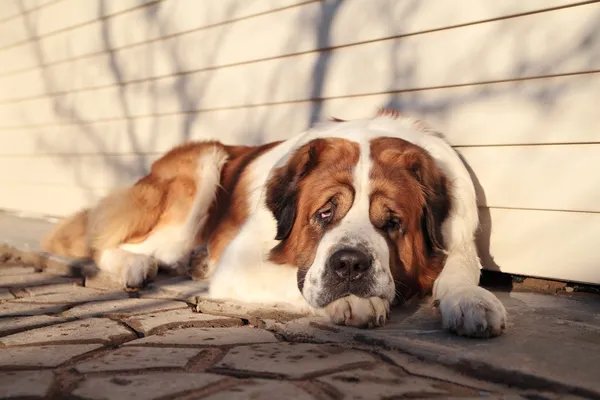 A large dog protects its territory