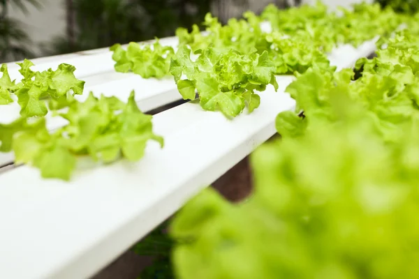 Hydroponics Vegetable, the nutrition in the future.