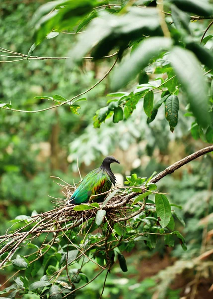 Green small bird in their nest. Thailand