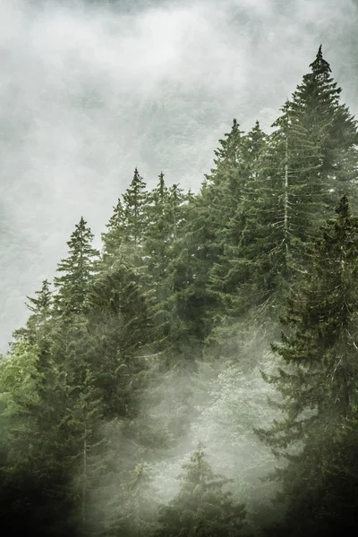 Beautiful Green Forest, Mist, Mountain Scene