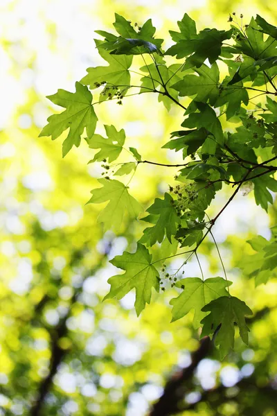 Foliage on maple