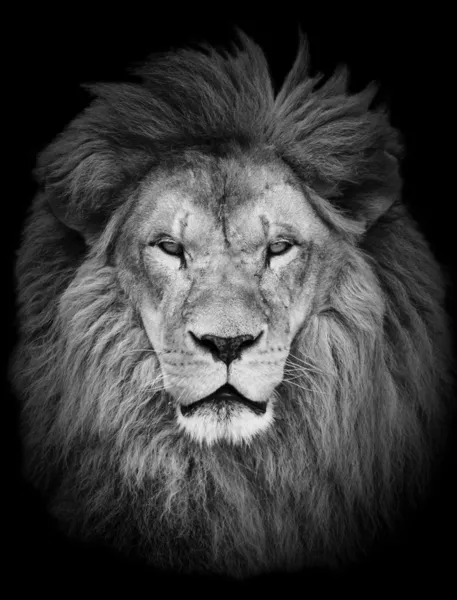 Portrait of huge beautiful male African lion against black backg