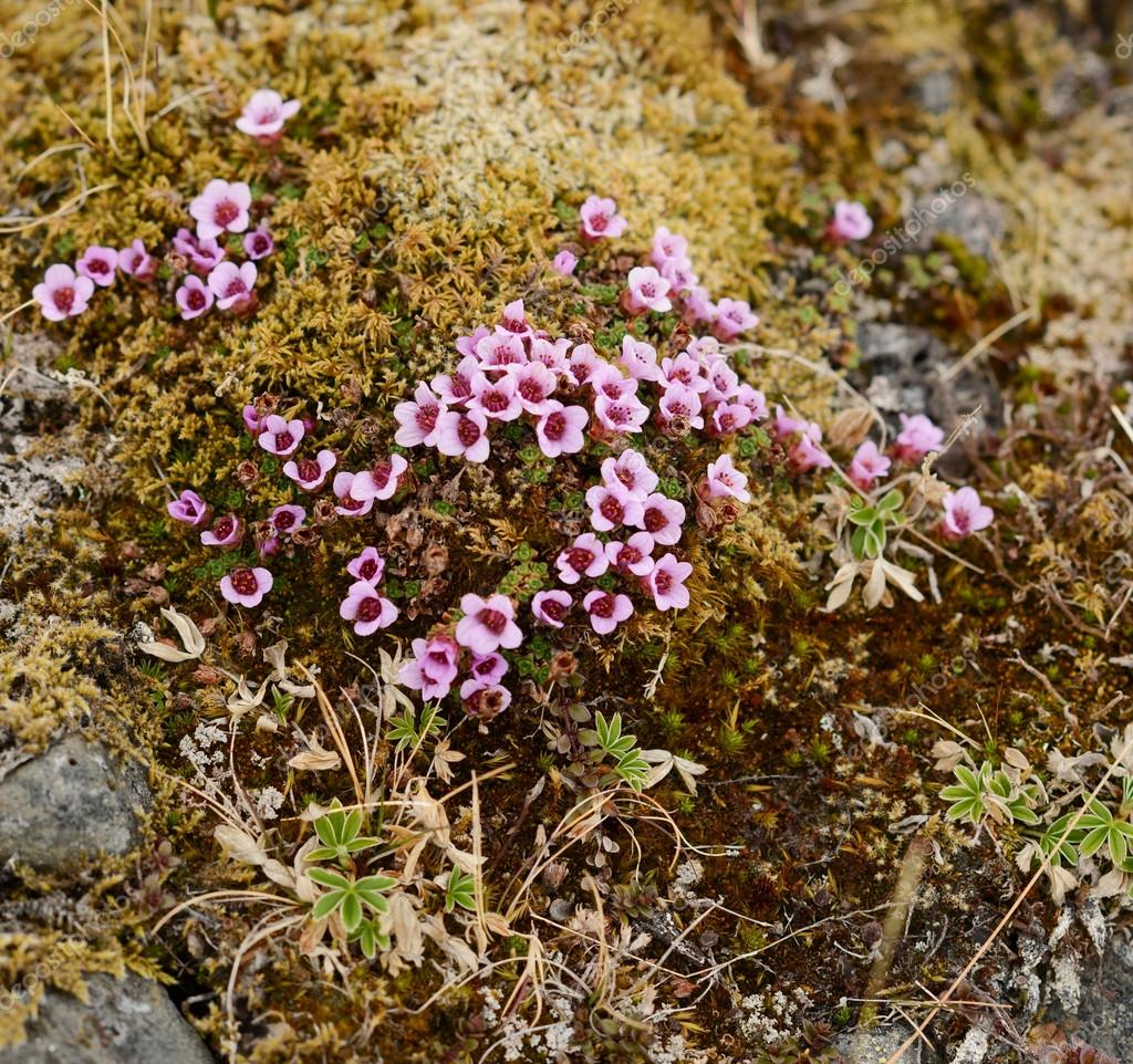 Wild flowers blooming in the Icelandic tundra — Stock Photo © Alexis84