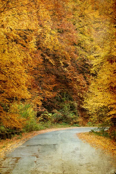 Curving road in autumn forest