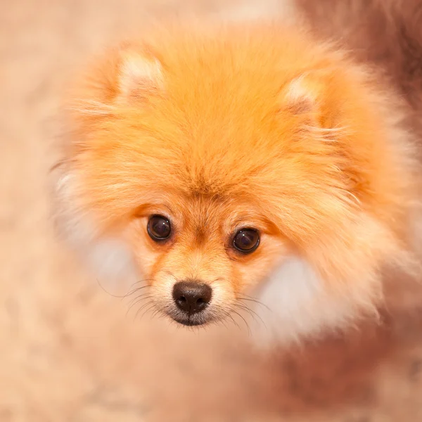 Dog spitz orange. Small dog breeds.