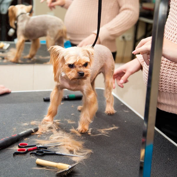 Yorkshire terrier dog haircut. beauty salon