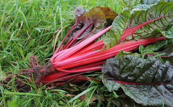 Freshly picked red chard