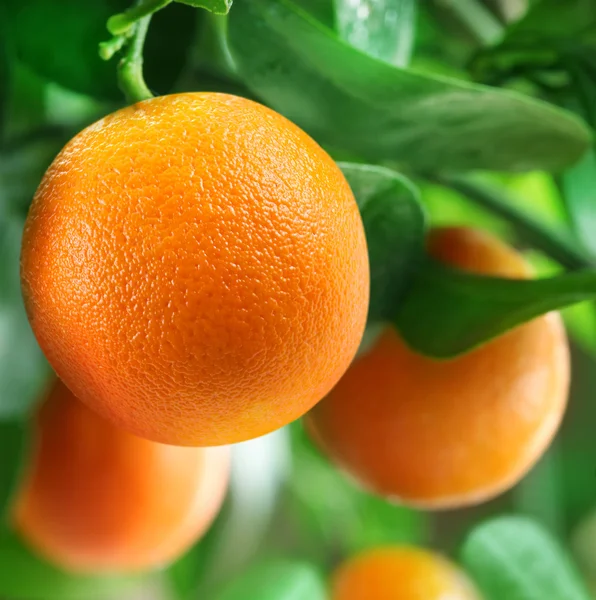 Oranges on a citrus tree.
