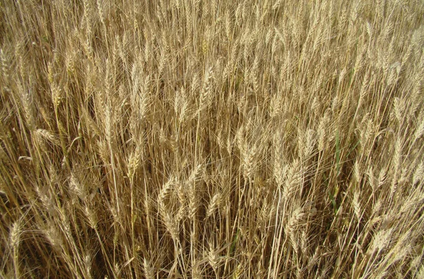 Cereal Plant.Background.