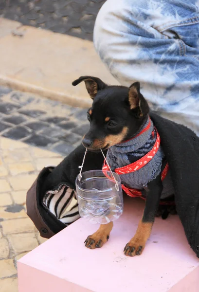 Young beggar musician with small cute dog play accordion and ask for money on street of Lisbon, Portugal at November, 2013.