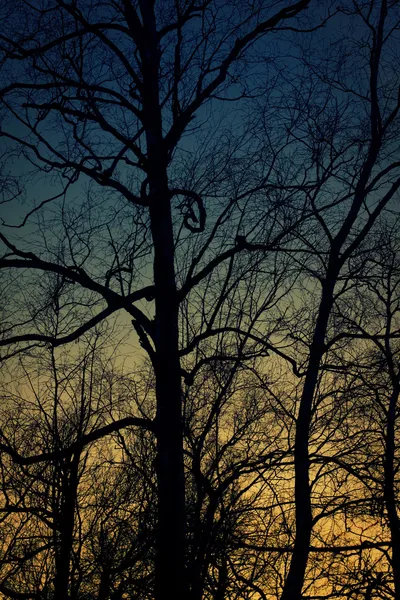 Silhouette of birch tree with scary branche. Sunset time.