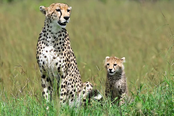 Cheetah with cub