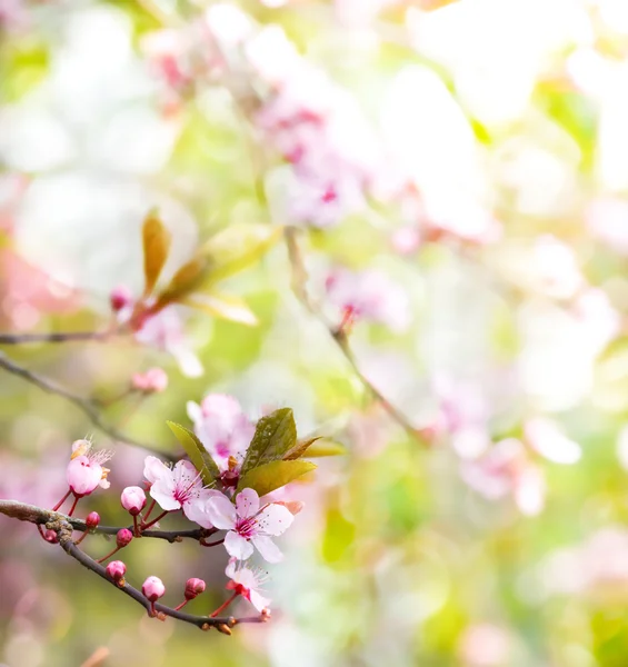 Abstract floral spring tree background