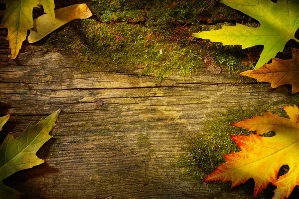 Art autumn leaves on old wood background