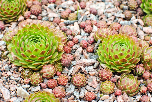 Hens and chicks \
