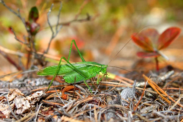 Fork-tailed Bush Katydid (Scudderia furcata)