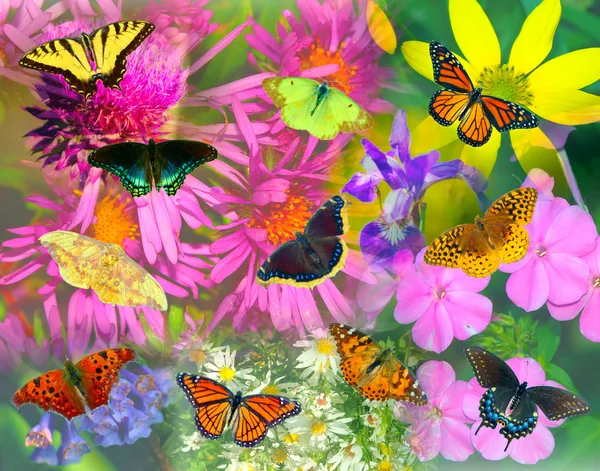 Butterfly and Flower Collage
