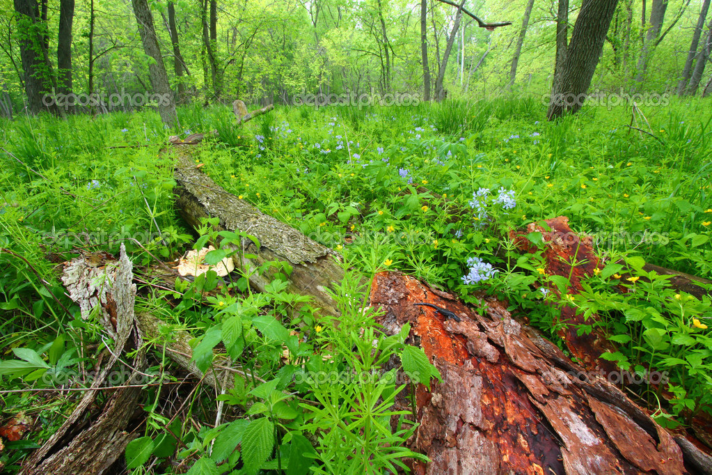 Spring Forest Scenery Illinois — Stock Photo © Wirepec #32758521